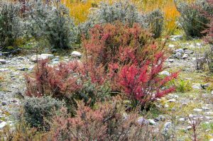Tibet - multi-colored heather-like bristly shrubs  cover the lower slopes.