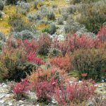 Tibet - multi-colored heather-like bristly shrubs cover the lower slopes.