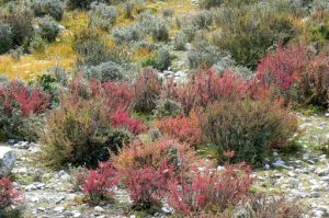 Tibet - multi-colored heather-like bristly shrubs cover the lower slopes.