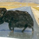 Tibet - close-up of yaks crossing the highway.