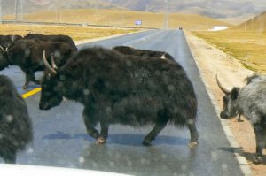 Tibet - close-up of yaks crossing the highway.