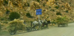 Tibet - harvesting grain in rural Tibet resembles a hundred years