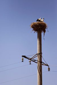 Uzbekistan - Tashkent:  stork nests are common.