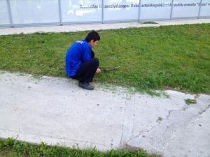 Uzbekistan: Tashkent Grass cutting the long way.