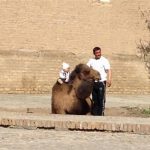 Uzbekistan: Khiva a souvenir camel is for rent for photos.