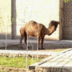 Uzbekistan: Khiva local souvenir camel for photos.