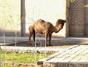 Uzbekistan: Khiva local souvenir camel for photos.