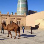 Uzbekistan: Khiva A modern camel walks past the citadel Kunya-ark. The