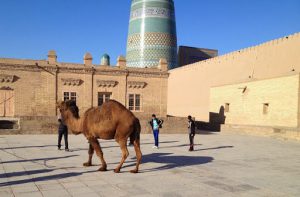 Uzbekistan: Khiva A modern camel walks past the citadel Kunya-ark. The