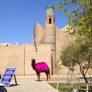 Uzbekistan: Khiva Camel waiting for its close-up photo.