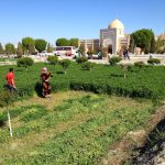Uzbekistan: Bukhara a family cutting a crop (alfalfa?) in front of