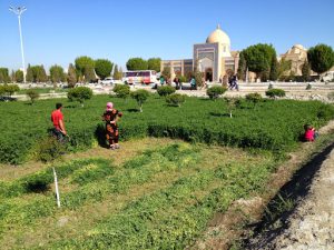 Uzbekistan: Bukhara a family cutting a crop (alfalfa?) in front of