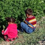 Uzbekistan: Bukhara a family cutting a crop (alfalfa?).