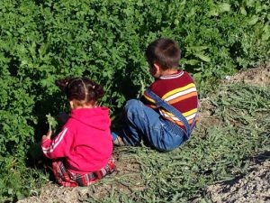 Uzbekistan: Bukhara a family cutting a crop (alfalfa?).