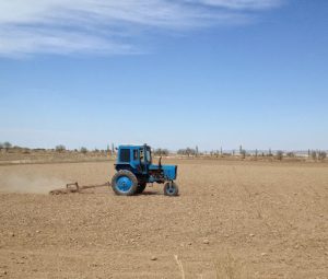 Uzbekistan: Khiva to Nukus Preparing the land for cotton plants.  In a
