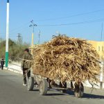 Uzbekistan: Nukus Donkey cart hauling palm fronds.