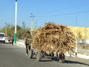 Uzbekistan: Nukus Donkey cart hauling palm fronds.