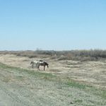 Uzbekistan: Nukus Wild horses.