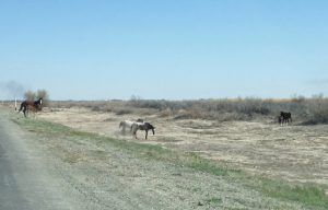 Uzbekistan: Nukus Wild horses.