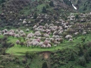 Uzbekistan: drive from Tashkent to Andijan in the ????Fergana Valley. A