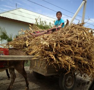 Uzbekistan: Fergana Valley, Rishton Rural transportation is ancient and slow.