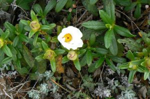 Portugal, Sagres Town: native flora