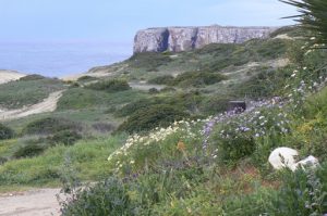 Portugal, Sagres Town: wild flowers, cliffs and sea