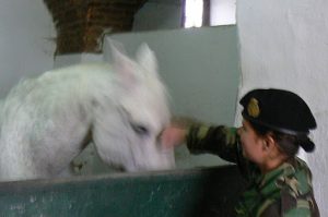 Portugal, Estremoz: soldier petting horse in stables (blurred, sorry)