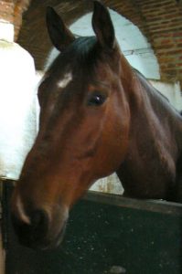 Portugal, Estremoz: beautiful horse in stables