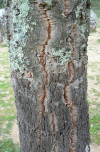 Portugal, Evora: The Cromlech of the Almendres, bark of a