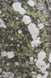 Portugal, Evora: moss and lichen on a standing stone