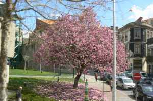 Portugal, Porto City: springtime