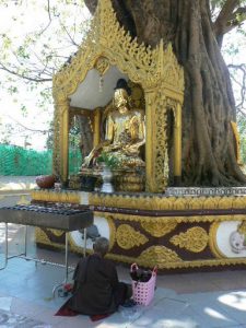 Burma, Rangoon; Shwedagon Pagoda; monk meditating at a shrine