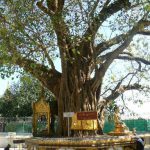 Burma, Rangoon; Shwedagon Pagoda tree