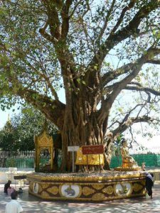 Burma, Rangoon; Shwedagon Pagoda tree