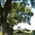 Burma, Mandalay: old wondrous tree