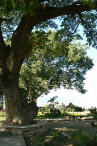 Burma, Mandalay: old wondrous tree