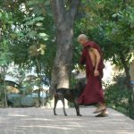 Burma, Mandalay  Maha Ganayon Kyaung Monastery; local animals are not disturbed