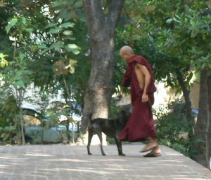 Burma, Mandalay  Maha Ganayon Kyaung Monastery; local animals are not disturbed