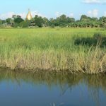 Burma, Mandalay: Ava (or Inwa); rice fields and a stupa along