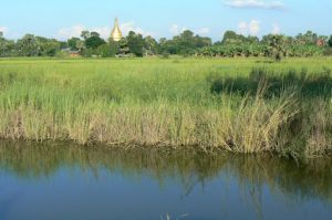 Burma, Mandalay: Ava (or Inwa); rice fields and a stupa along