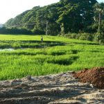 Burma, Mandalay: Ava (or Inwa); rice fields along the way to