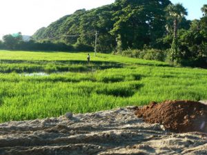 Burma, Mandalay: Ava (or Inwa); rice fields along the way to