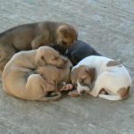 Burma, Mandalay: Ava (or Inwa); cute puppies but feral dogs are