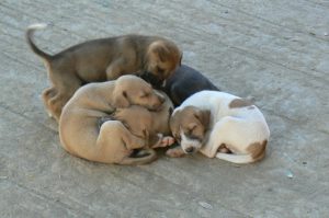 Burma, Mandalay: Ava (or Inwa); cute puppies but feral dogs are