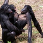 Humans and Their Sexual Primate Cousins